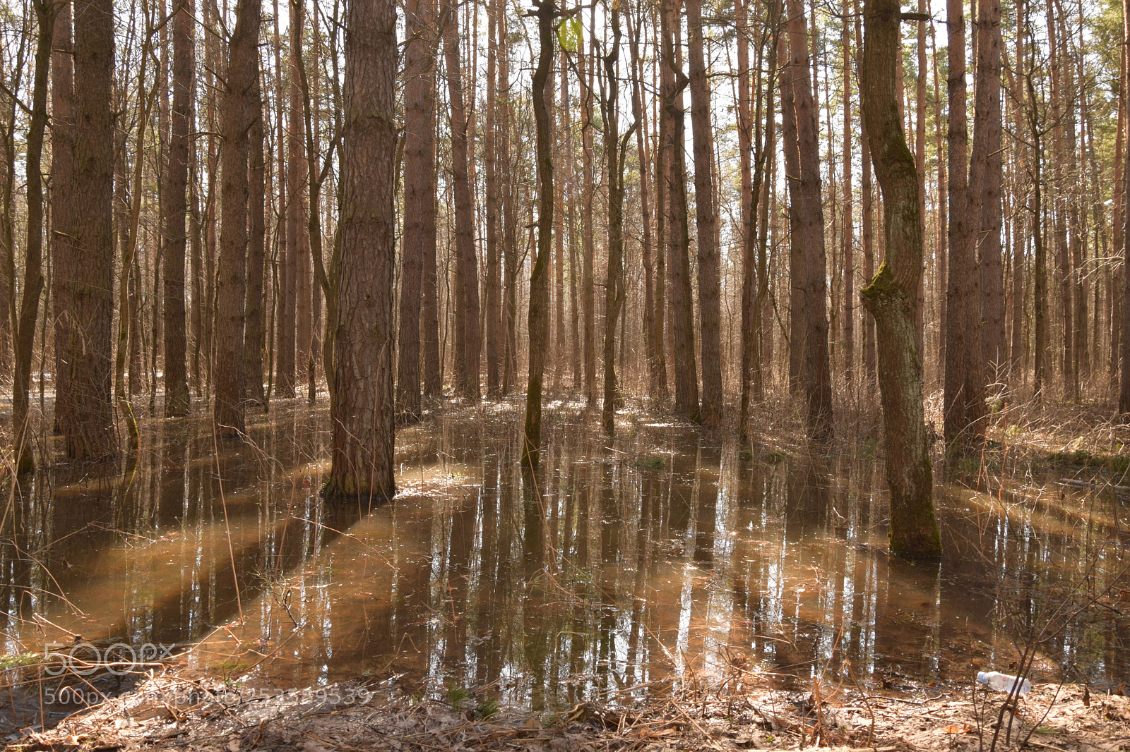 Nikon D3300 sample photo. Spring forrest photography
