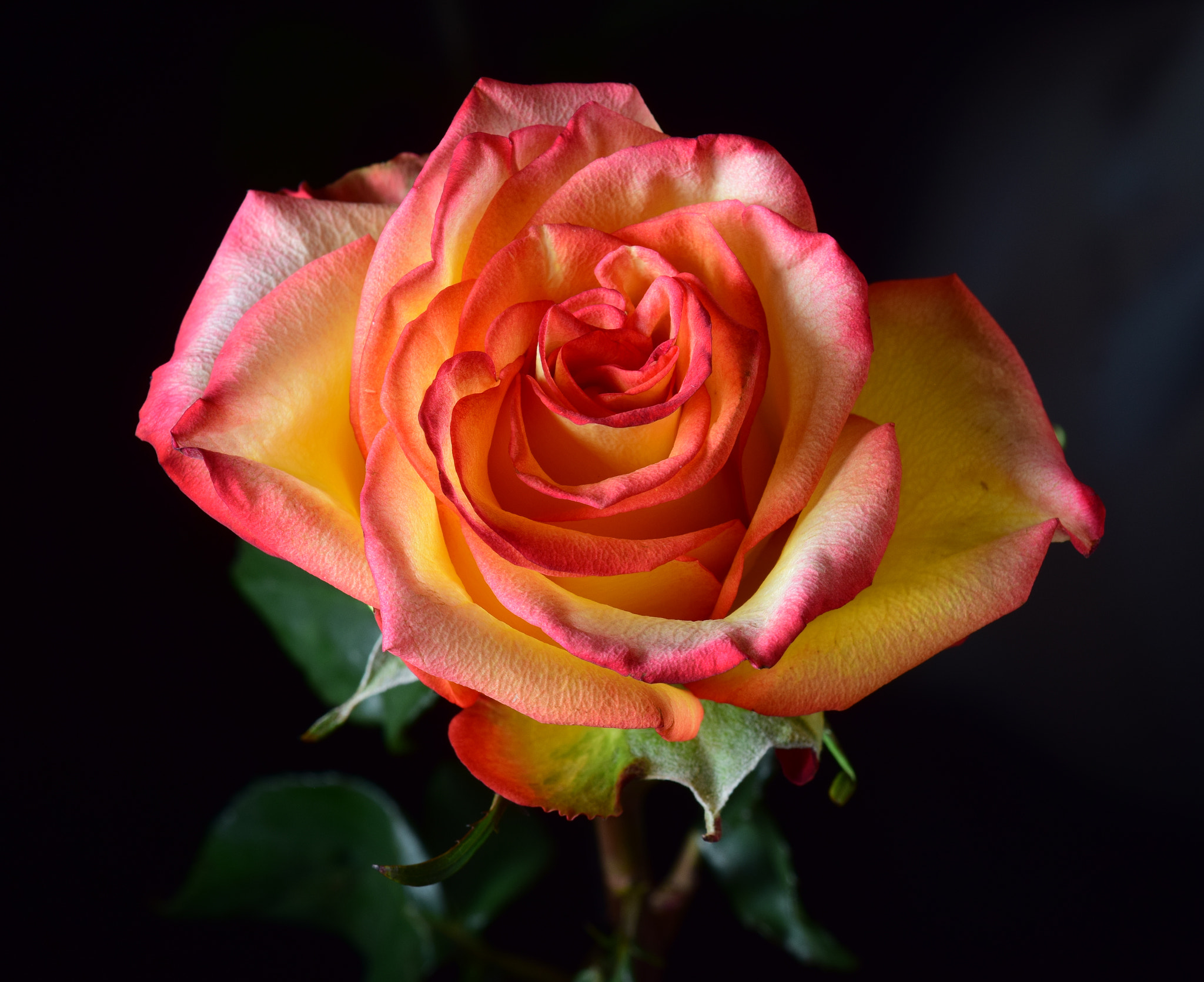 Nikon AF-S DX Micro-Nikkor 85mm F3.5G ED VR sample photo. Rose details photography