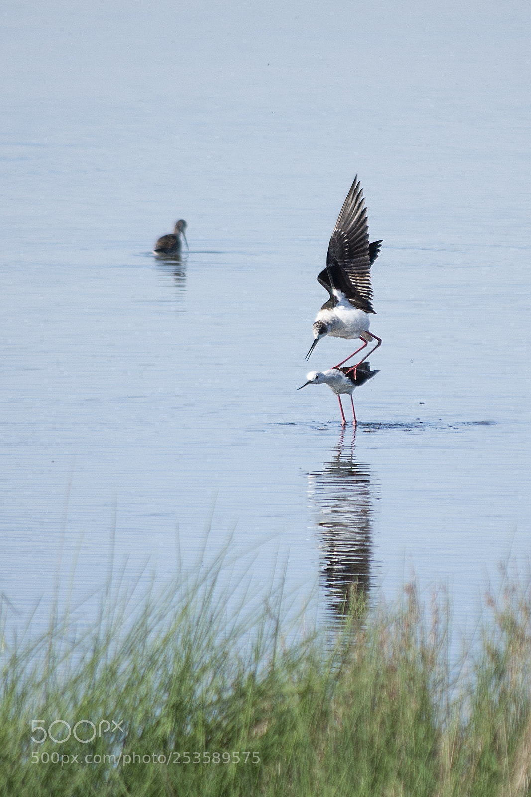 Nikon D7200 sample photo. Spring photography