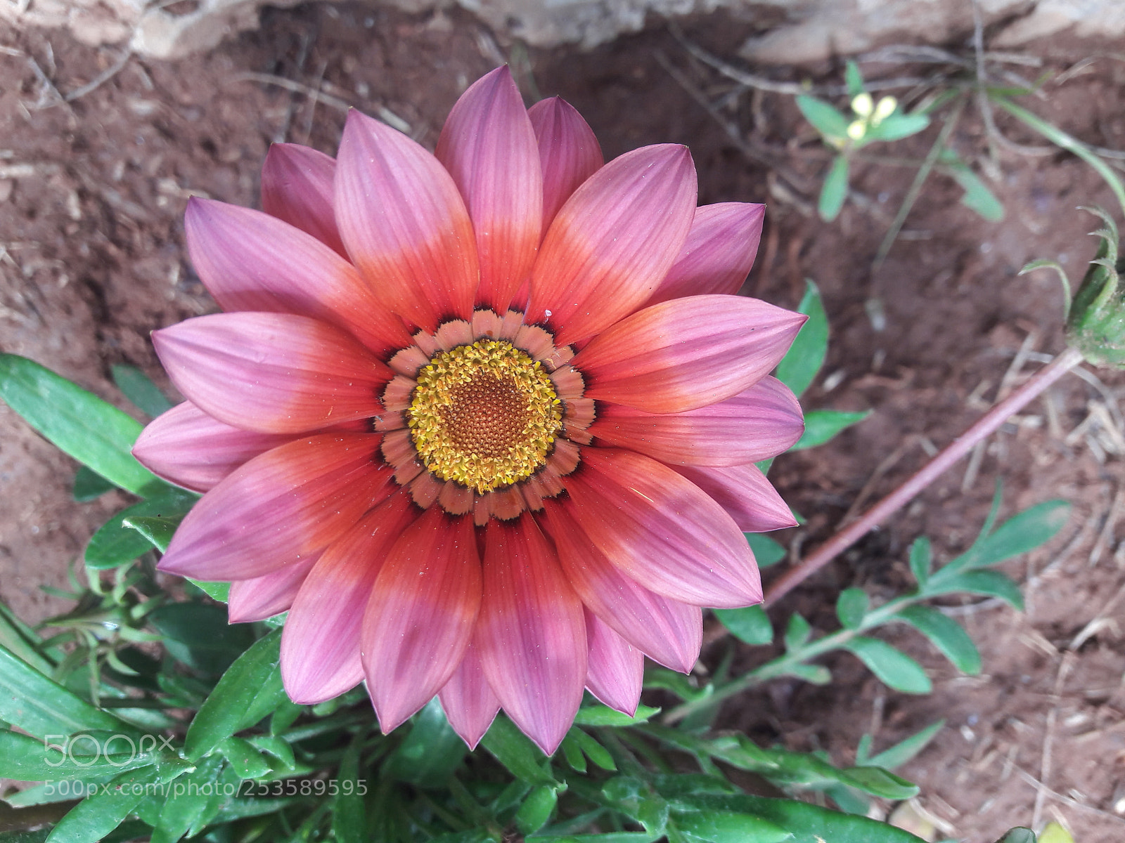 Samsung Galaxy A5(2016) sample photo. Untitled photography