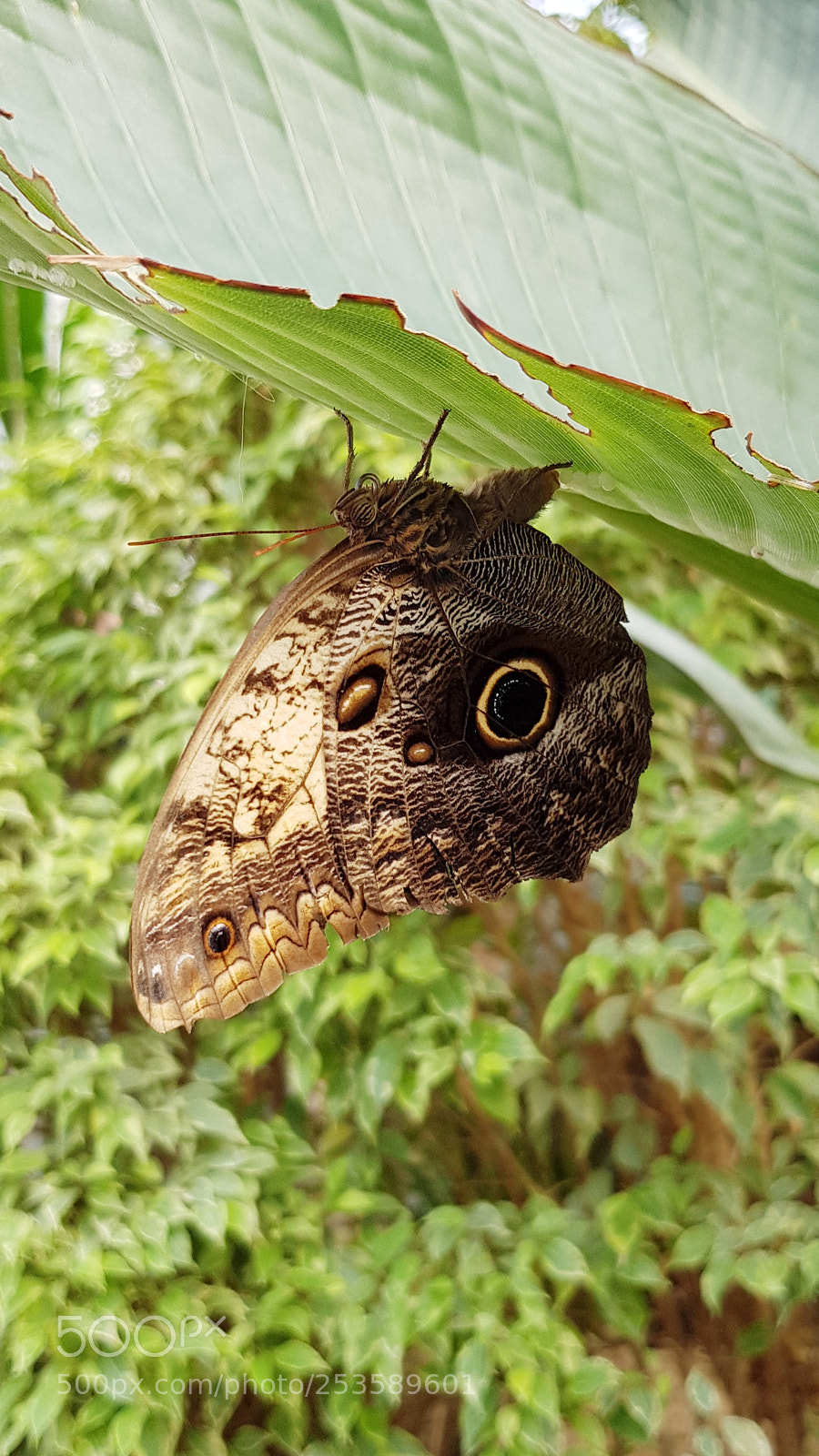 Samsung Galaxy S8 sample photo. Butterfly photography
