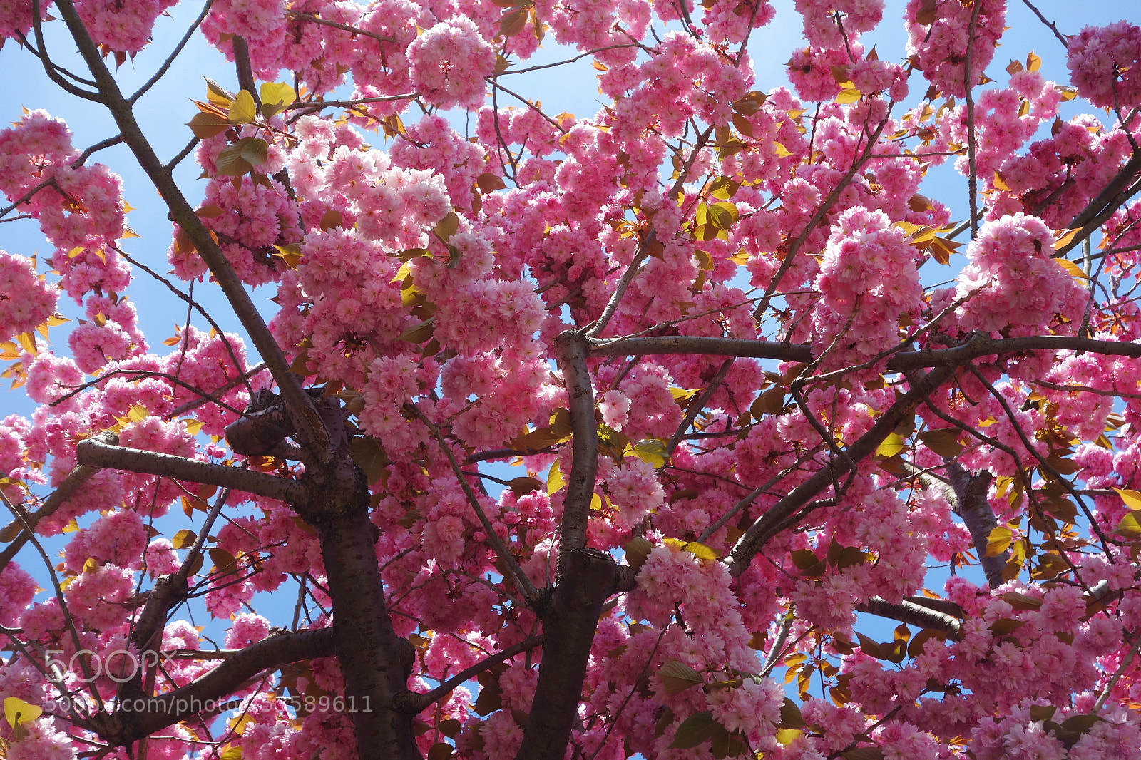 Sony Cyber-shot DSC-RX100 sample photo. Cherry blossom in london photography