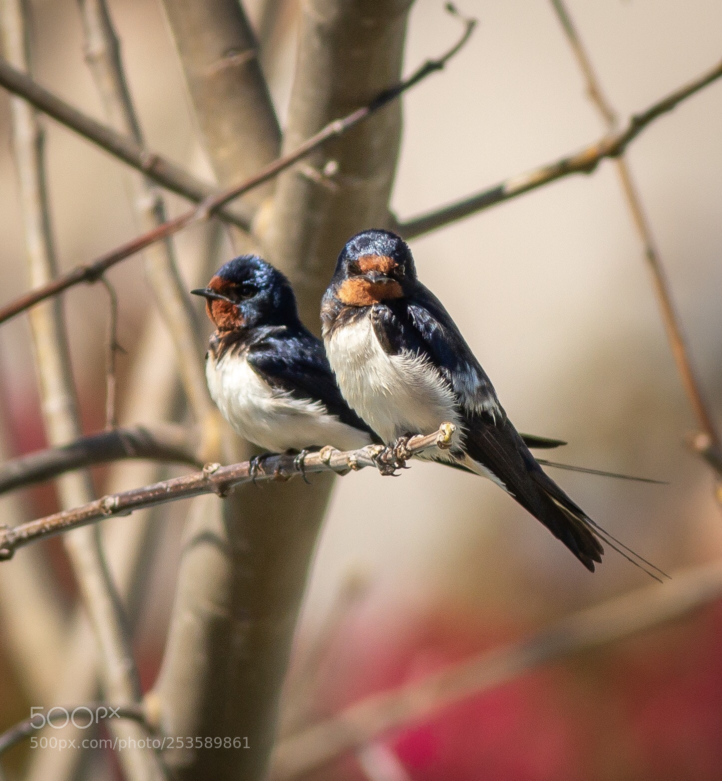 Canon EOS 70D sample photo. Swallows basking in the photography