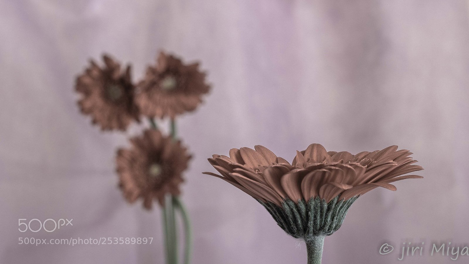 Canon EOS 600D (Rebel EOS T3i / EOS Kiss X5) sample photo. Made of clay photography