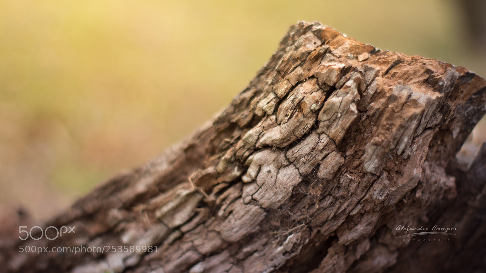 Nikon D3200 sample photo. Wood photography