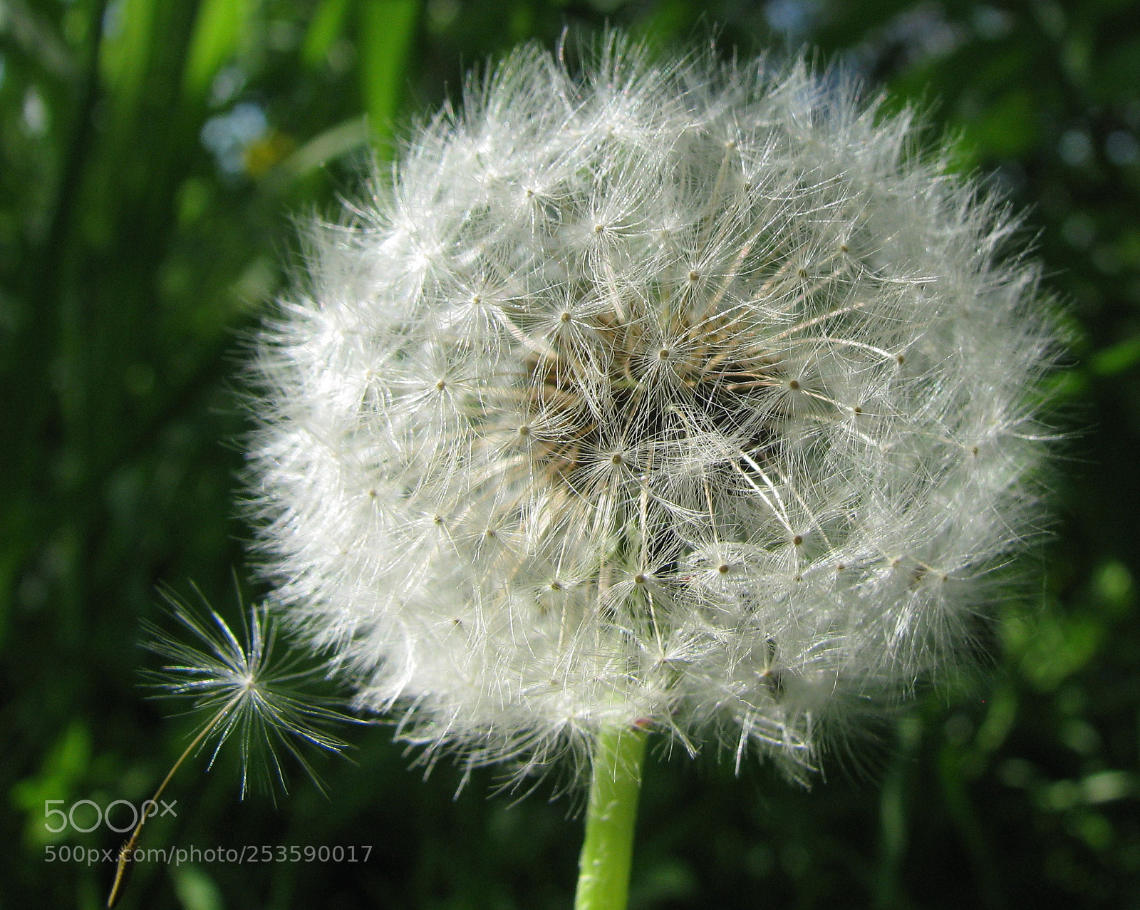 Canon POWERSHOT S5 IS sample photo. Andrijaševci travanj photography