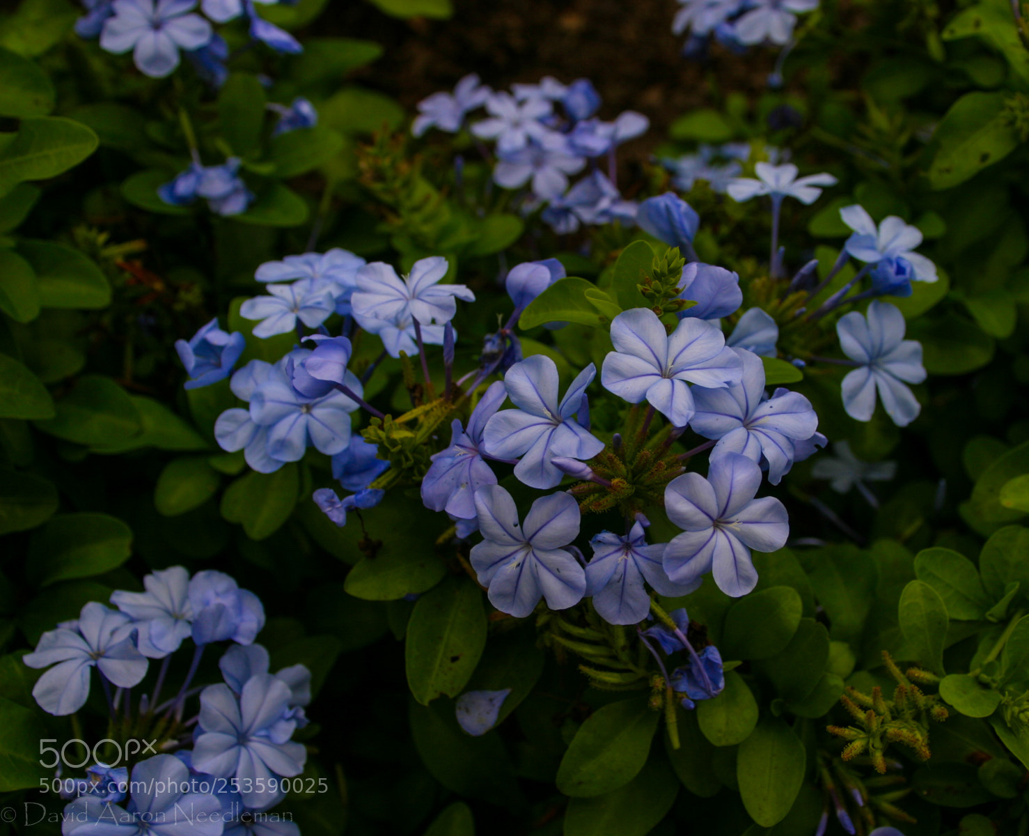 Canon EOS 10D sample photo. Flowers at longwood gardens photography