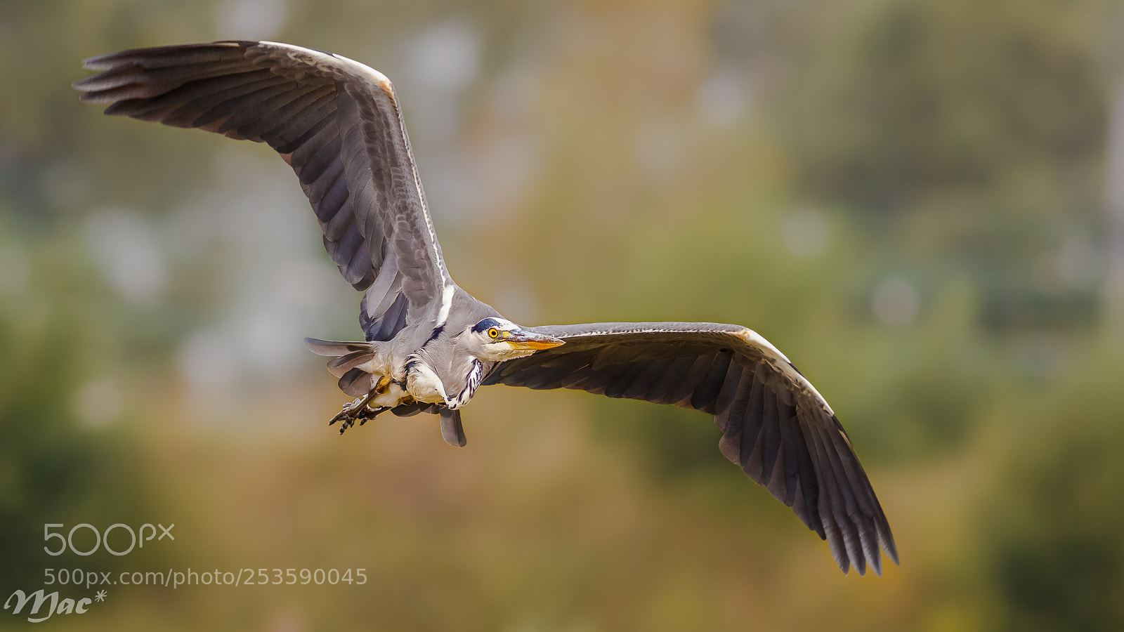 Canon EOS 7D Mark II sample photo. Grey heron in flight photography