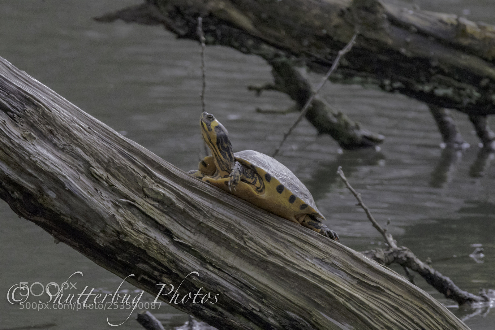 Canon EOS 80D sample photo. Terrapin photography