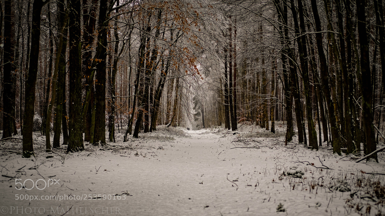 Fujifilm X-T2 sample photo. The last snow photography