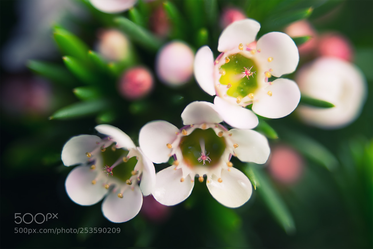 Nikon D600 sample photo. Chamaelacium uncinatum (macro) photography