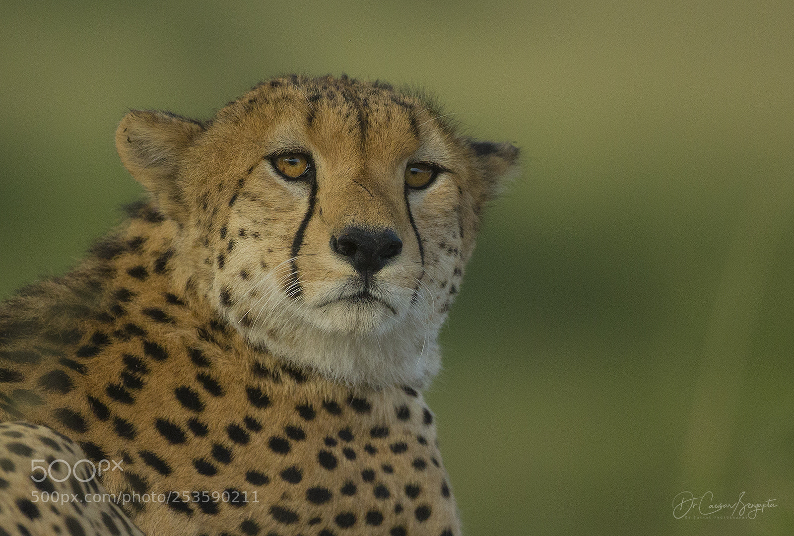Canon EOS-1D X sample photo. Cheetah portrait photography