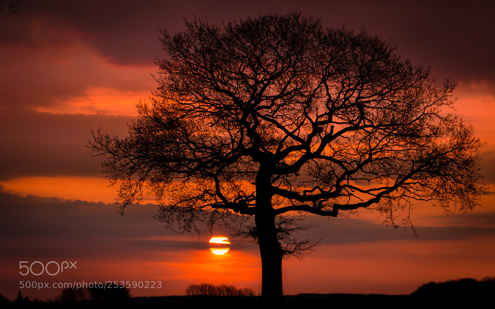 Canon EOS 70D sample photo. Tree in orange light photography