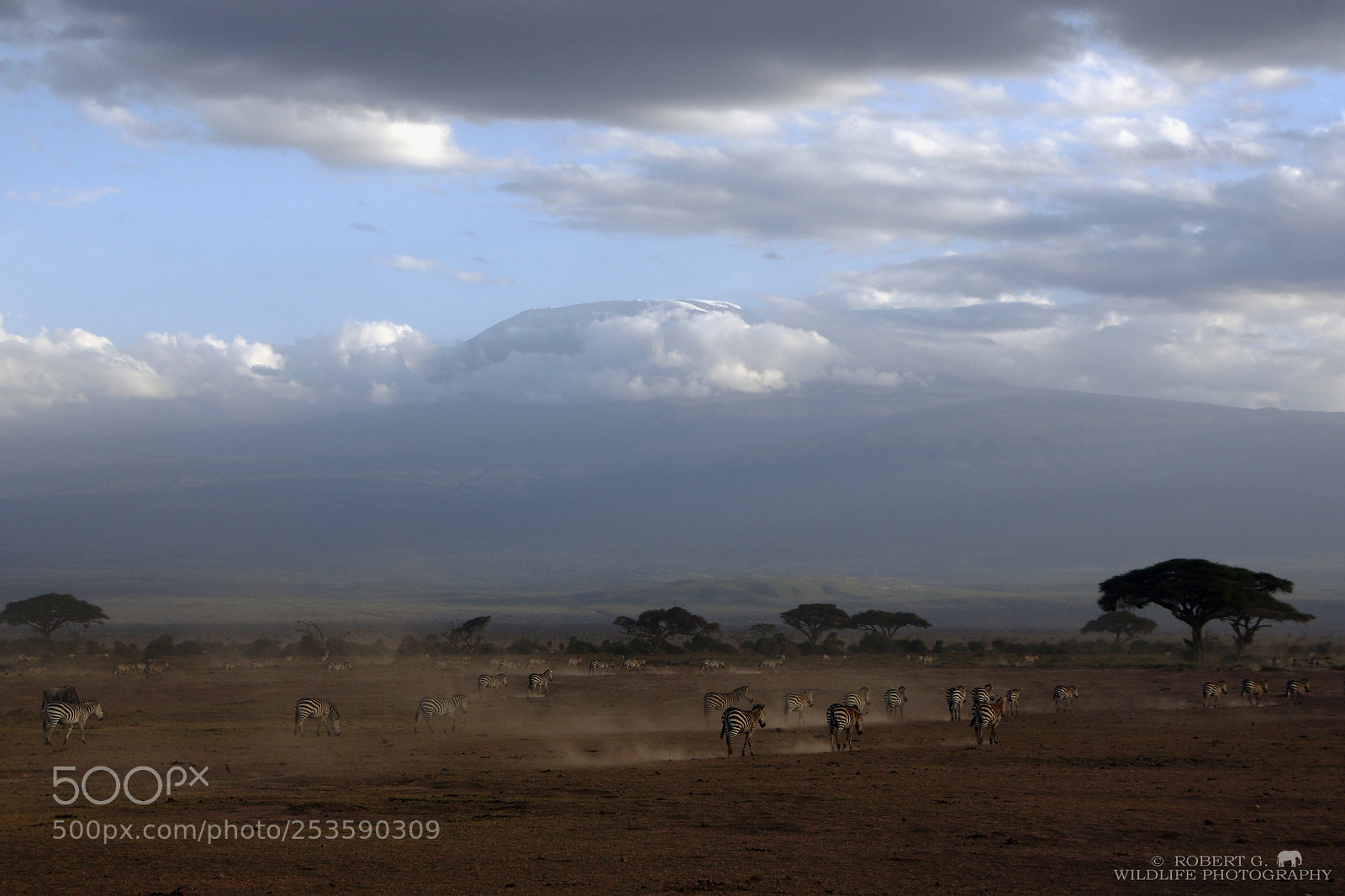 Sony Alpha DSLR-A700 sample photo. Zebras and kilimanjaro photography