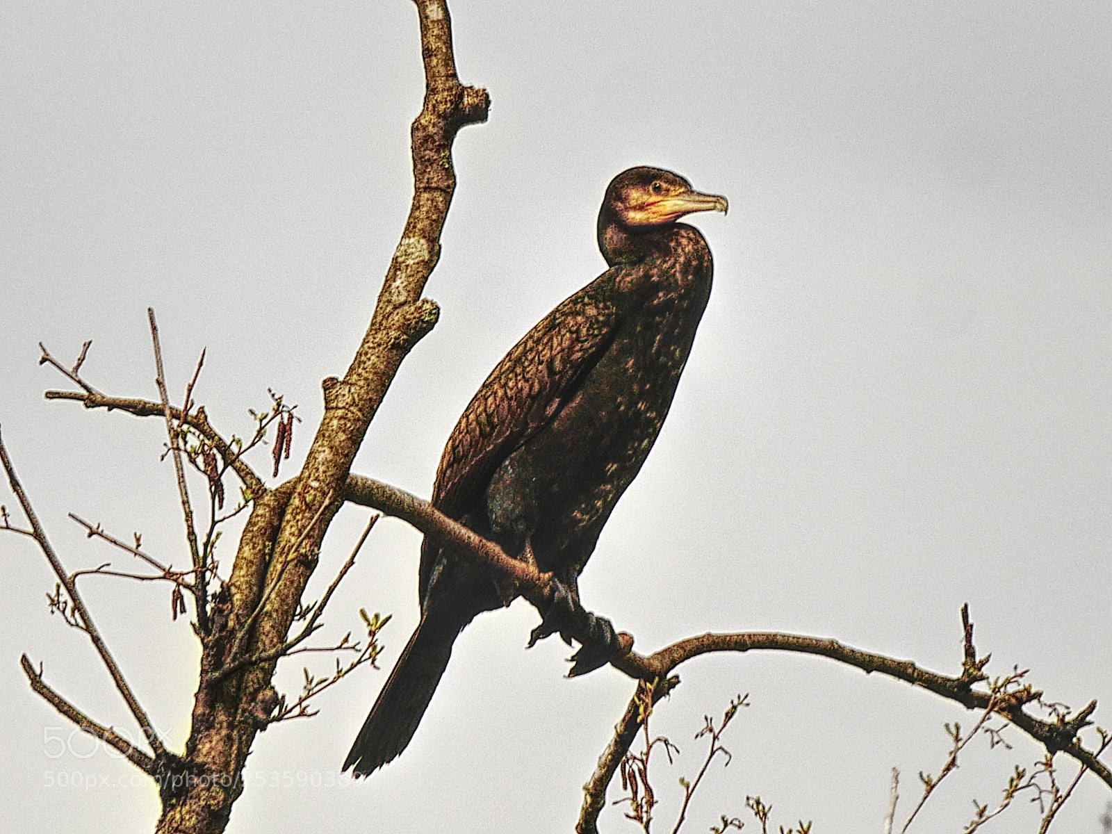 Panasonic Lumix DMC-G85 (Lumix DMC-G80) sample photo. Cormorant photography