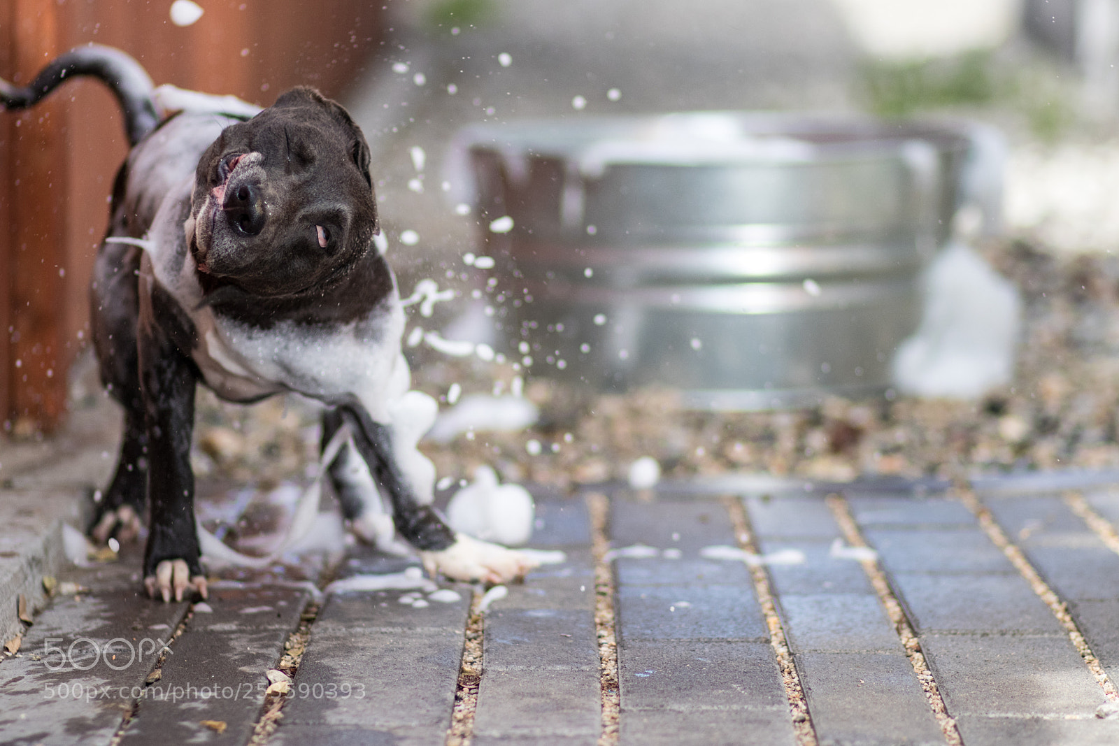 Canon EOS 80D sample photo. The wet dog shake photography