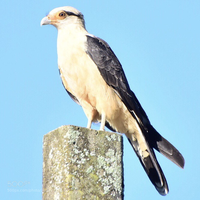Nikon D5500 sample photo. Falcon photography