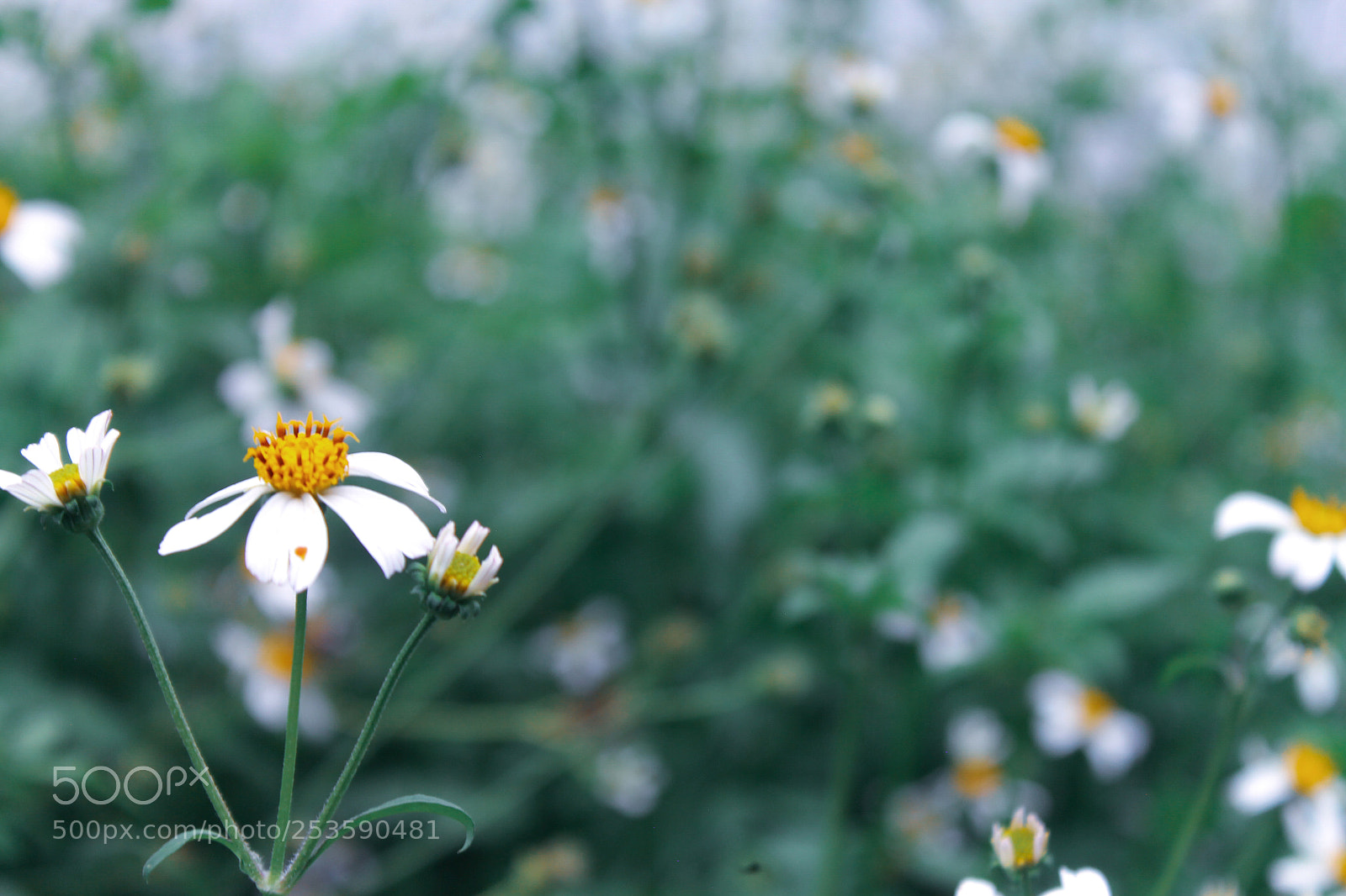 Canon EOS 1100D (EOS Rebel T3 / EOS Kiss X50) sample photo. Still growing despite being photography