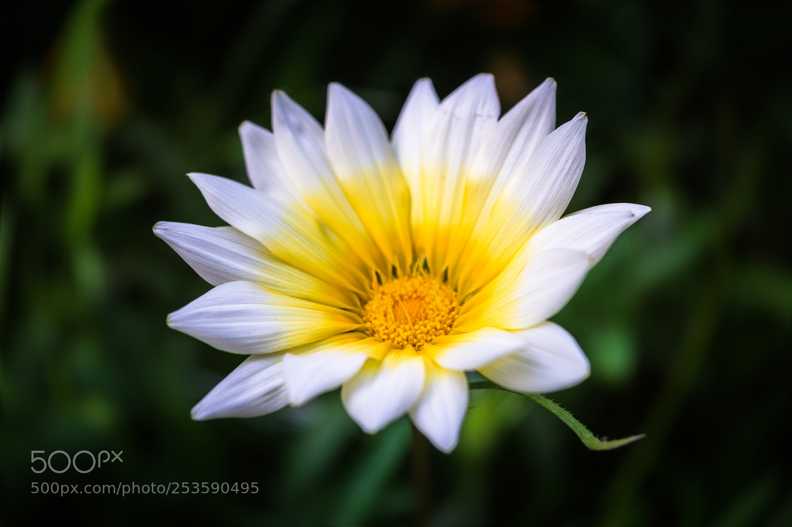 Nikon D3200 sample photo. *** photography