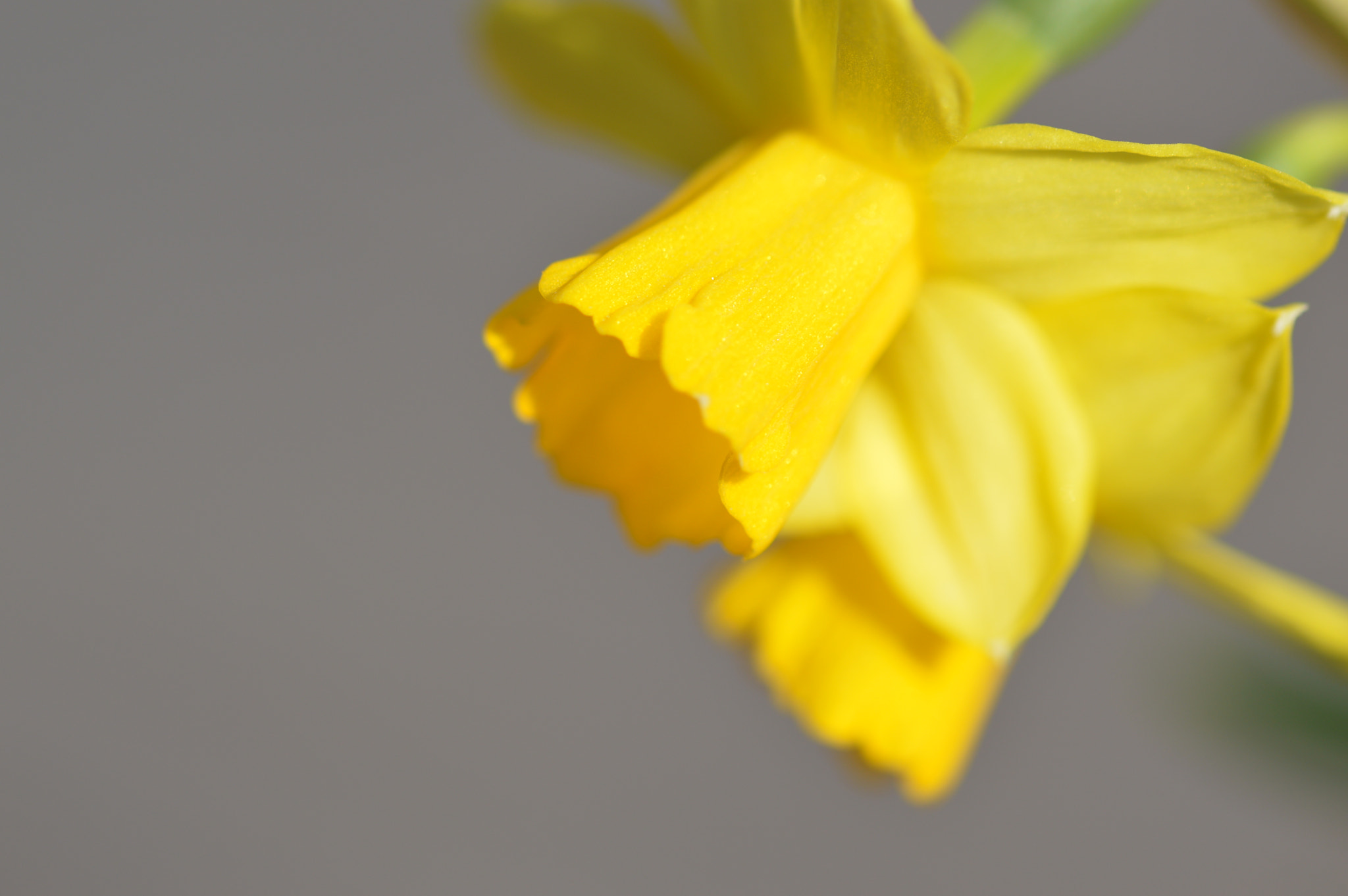 Nikon D3200 + Sigma 105mm F2.8 EX DG OS HSM sample photo. Daffodils photography