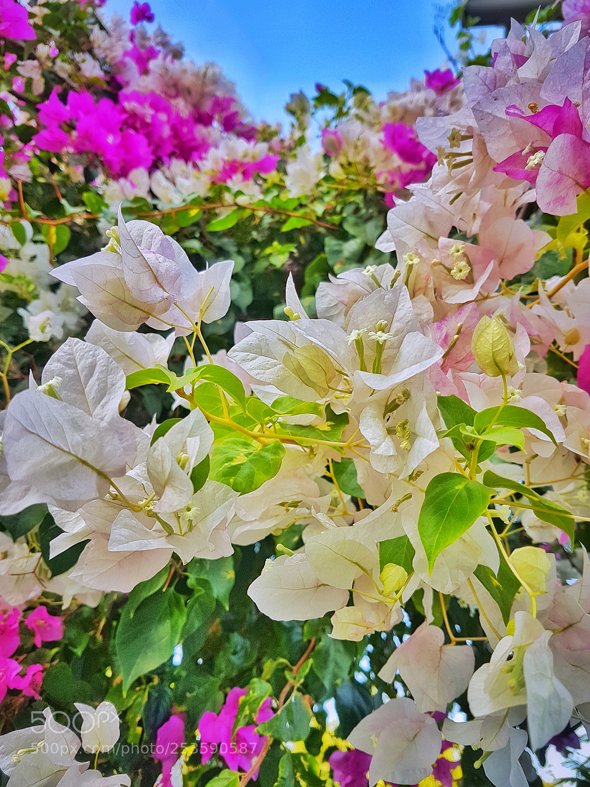 Samsung Galaxy S8+ sample photo. Spring photography