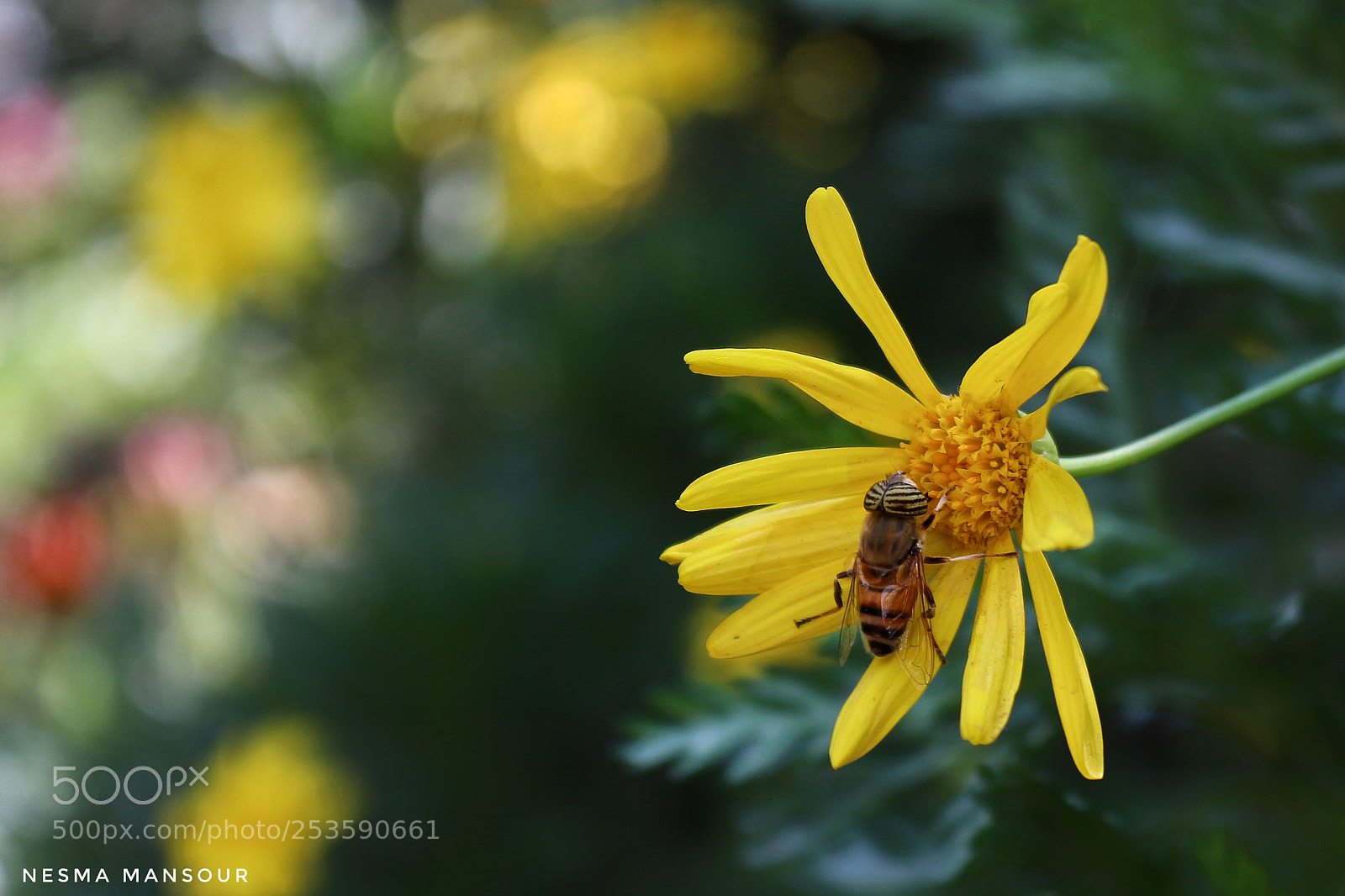 Canon EOS 700D (EOS Rebel T5i / EOS Kiss X7i) sample photo. Untitled photography