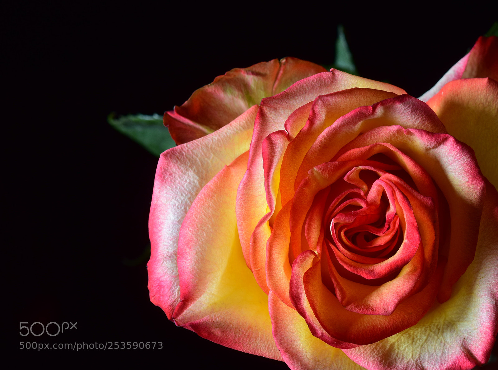 Nikon D3300 sample photo. Rose photography