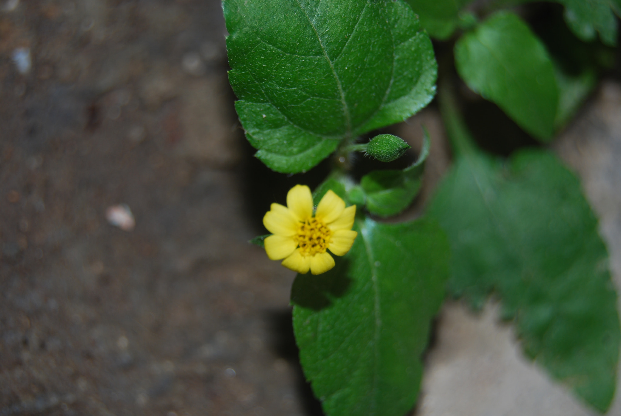 Nikon D40X sample photo. Small photography