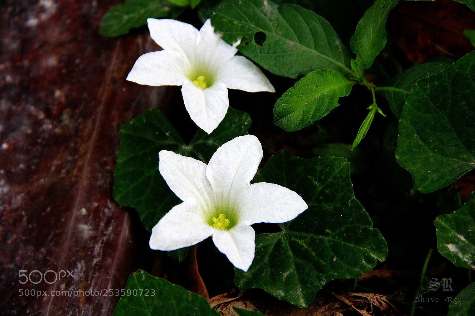 Canon EOS 60D sample photo. Ivy gourd flowers and photography