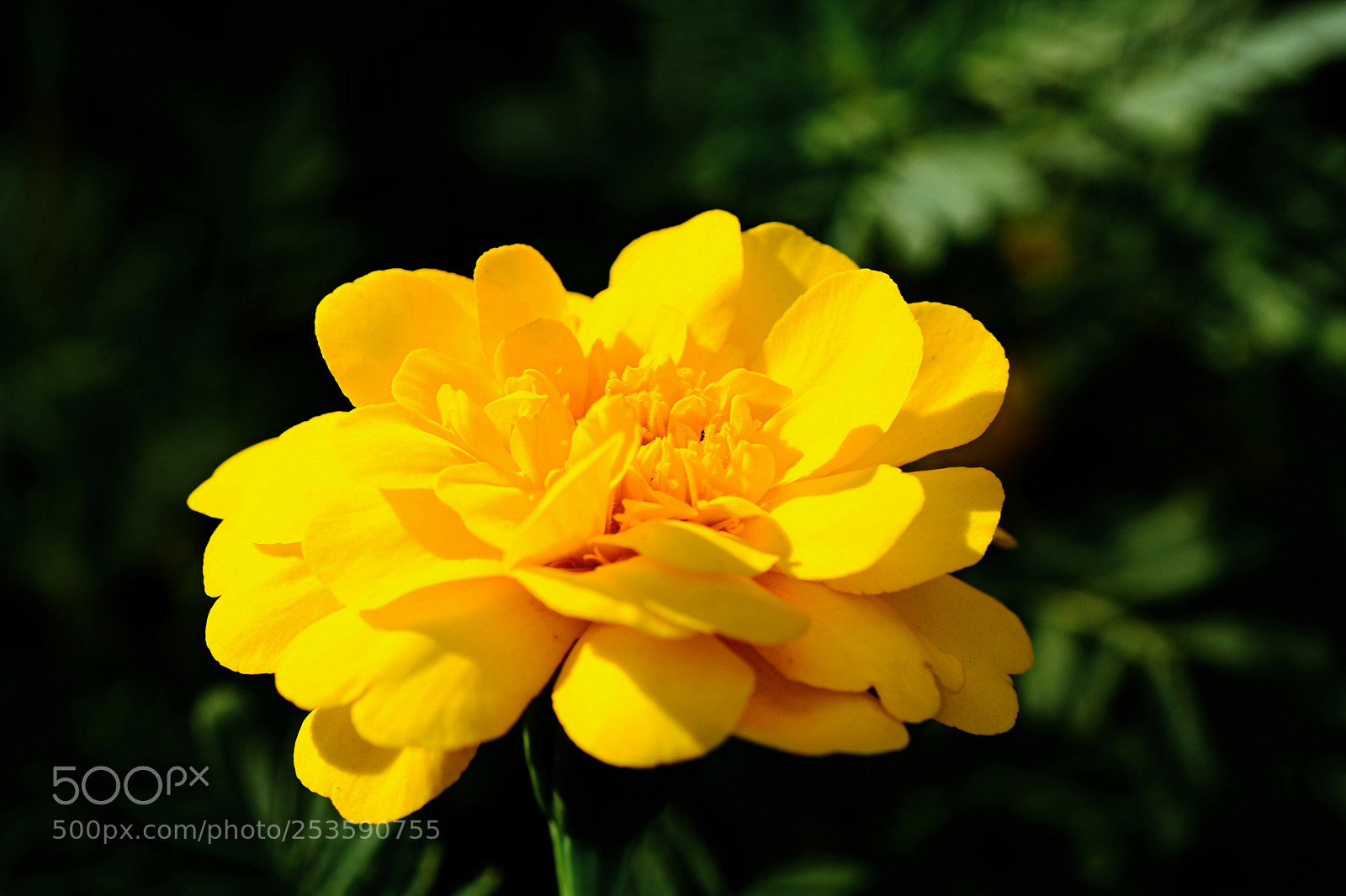 Nikon D7100 sample photo. Tcmcdvv photography