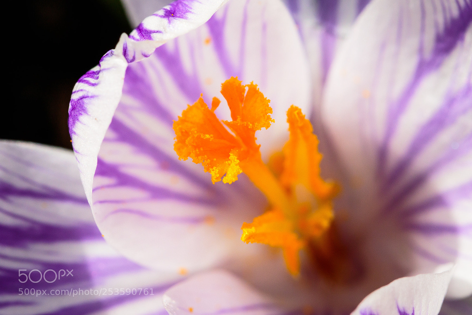 Canon EOS 7D Mark II sample photo. Crocus photography