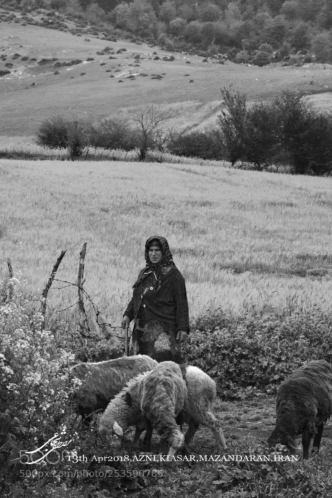 Nikon D7200 sample photo. Shepherdess photography
