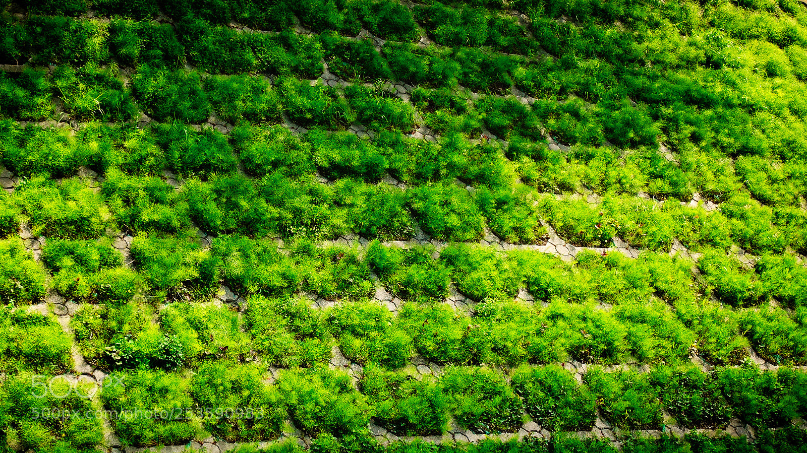 Sony DSC-RX100M5 sample photo. Green tiles photography