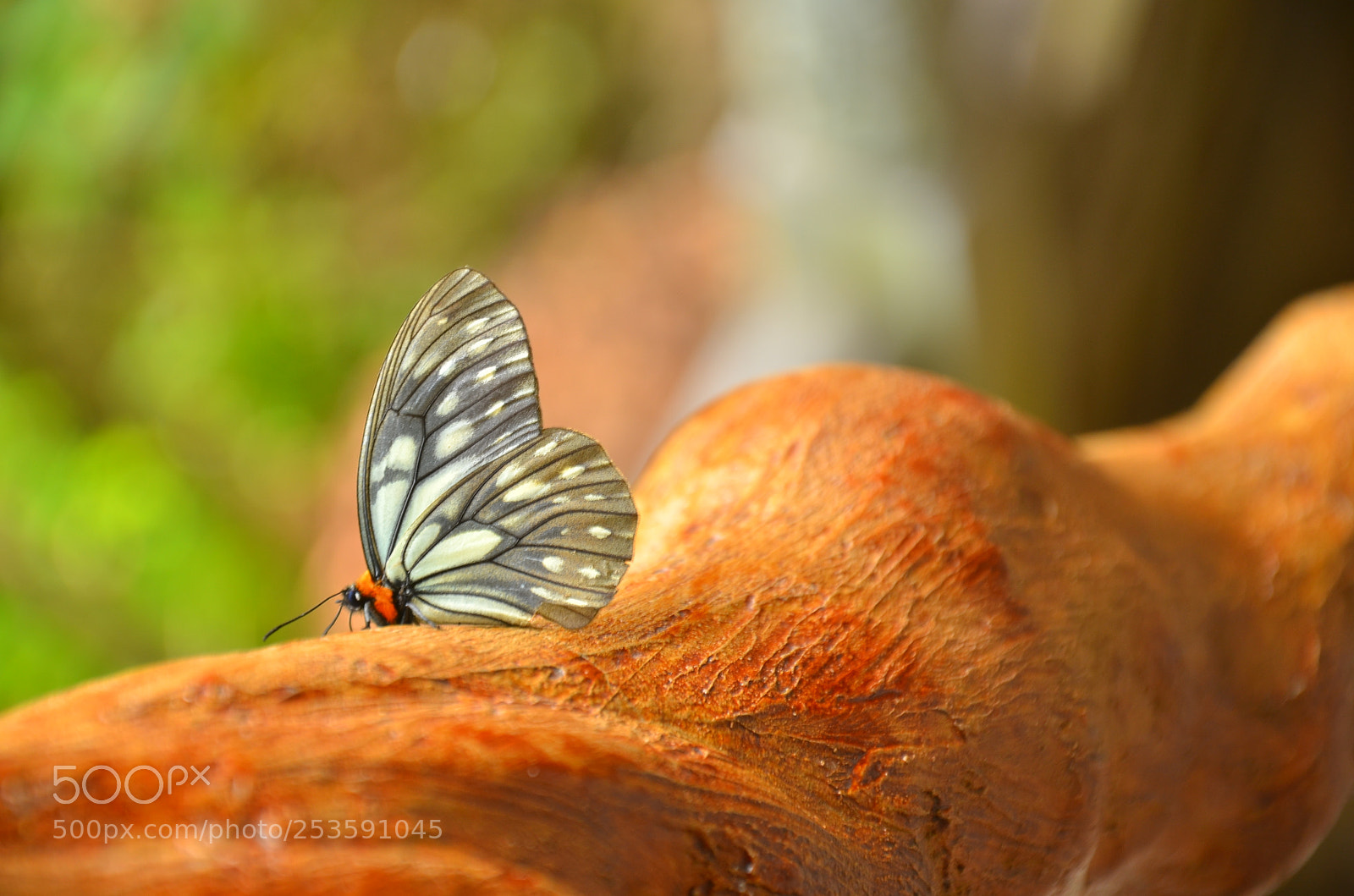 Nikon D7000 sample photo. Untitled photography