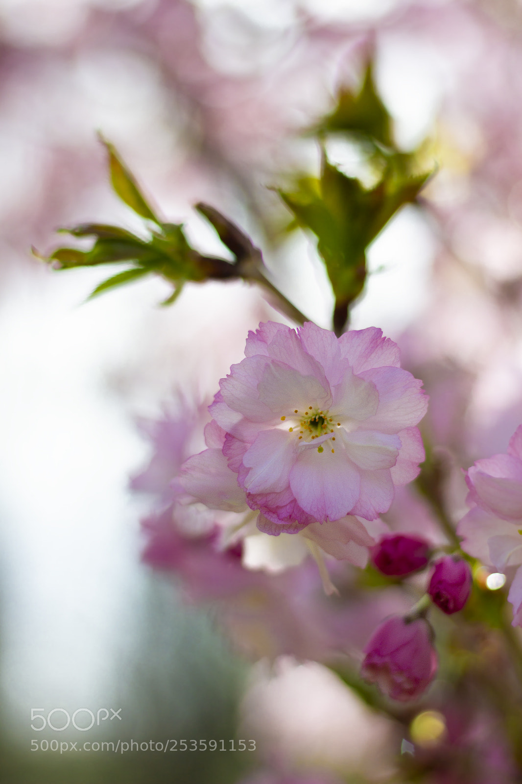 Canon EOS 7D sample photo. "nobody sees a flower" photography