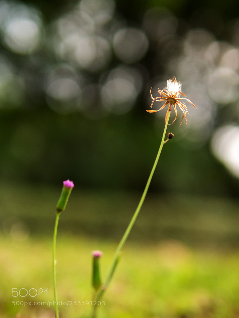 Panasonic Lumix DMC-GX7 sample photo. Untitled photography