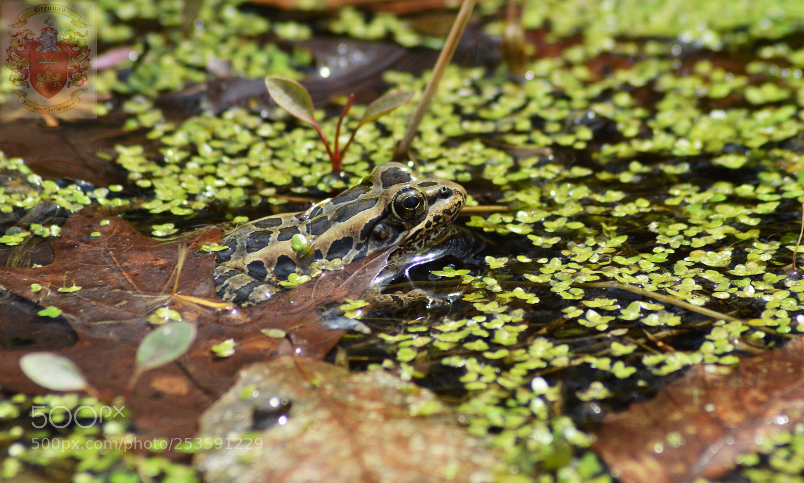 Nikon D3100 sample photo. Leopard frog photography