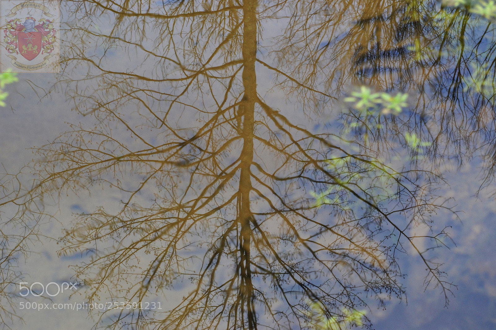 Nikon D3100 sample photo. Reflection photography