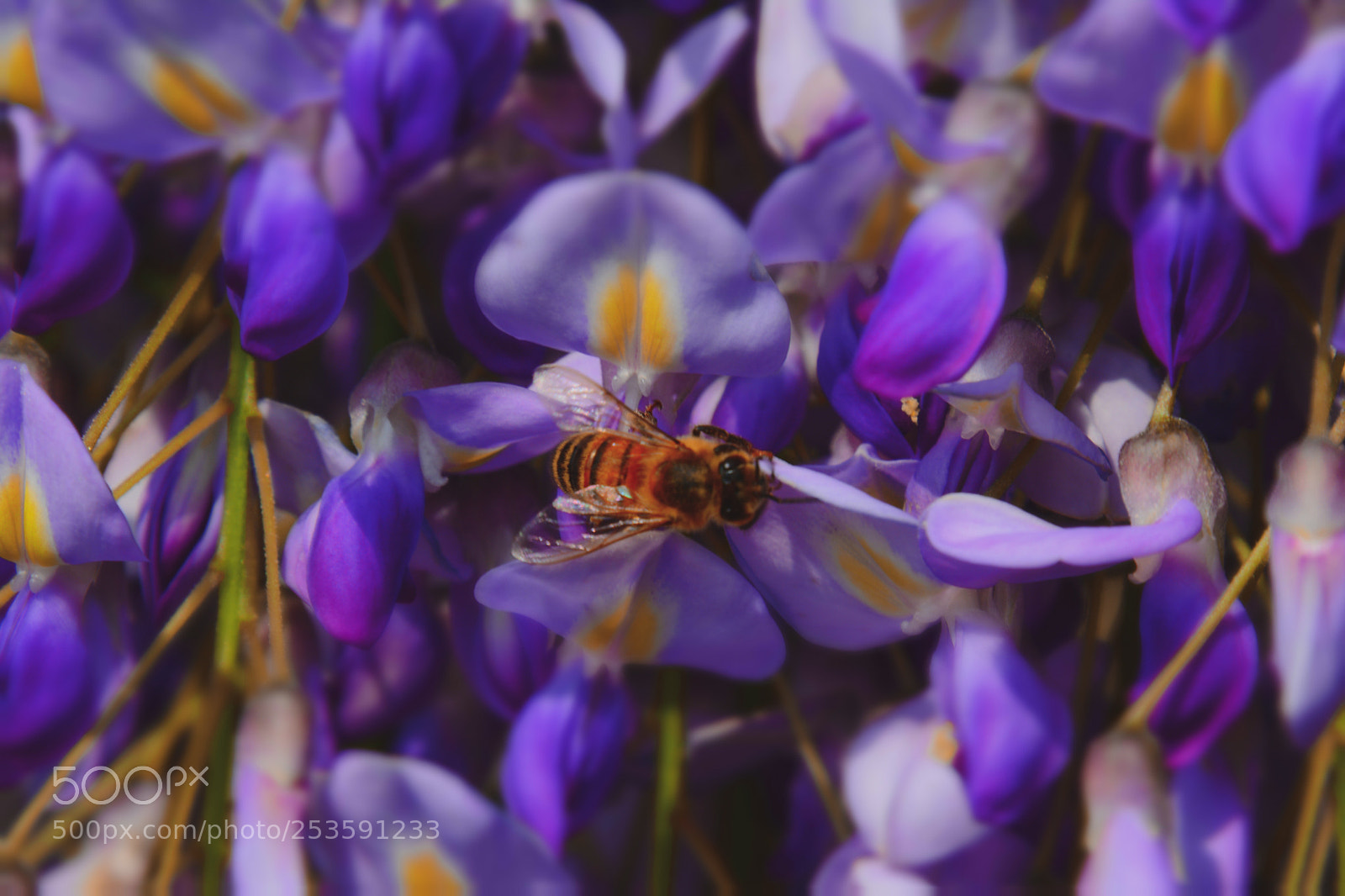 Nikon D7100 sample photo. The bee is working photography