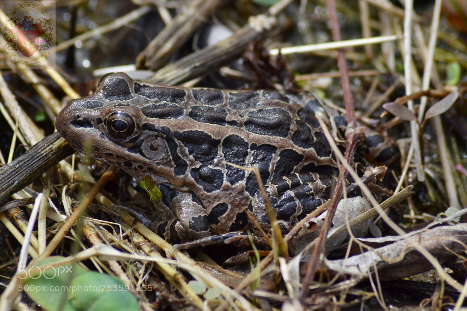 Nikon D3100 sample photo. Hiding leopard frog photography