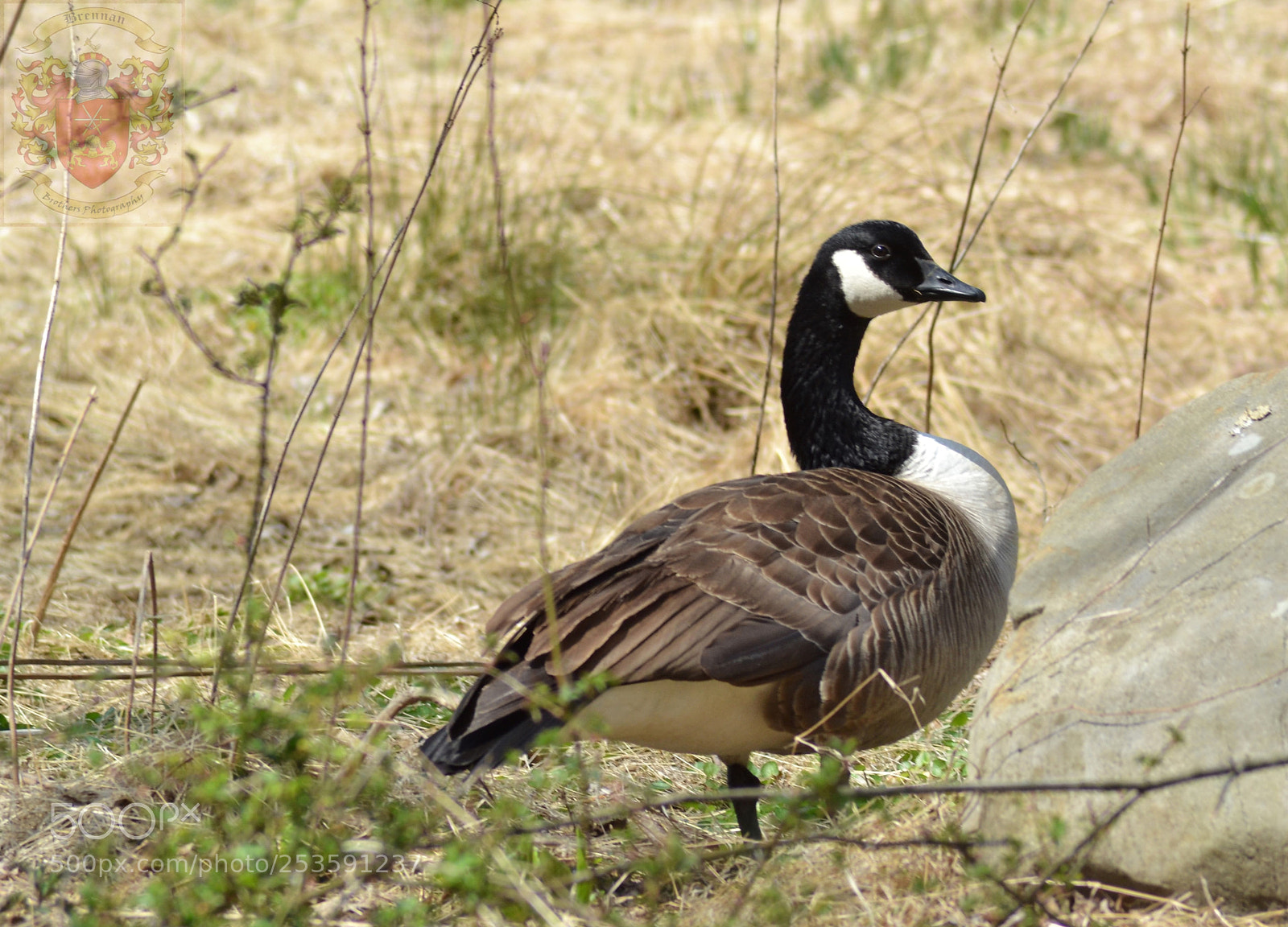 Nikon D3100 sample photo. Canadian goose photography