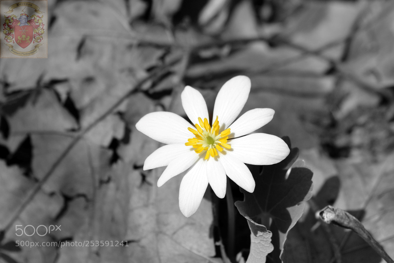 Nikon D3100 sample photo. Spring flower photography