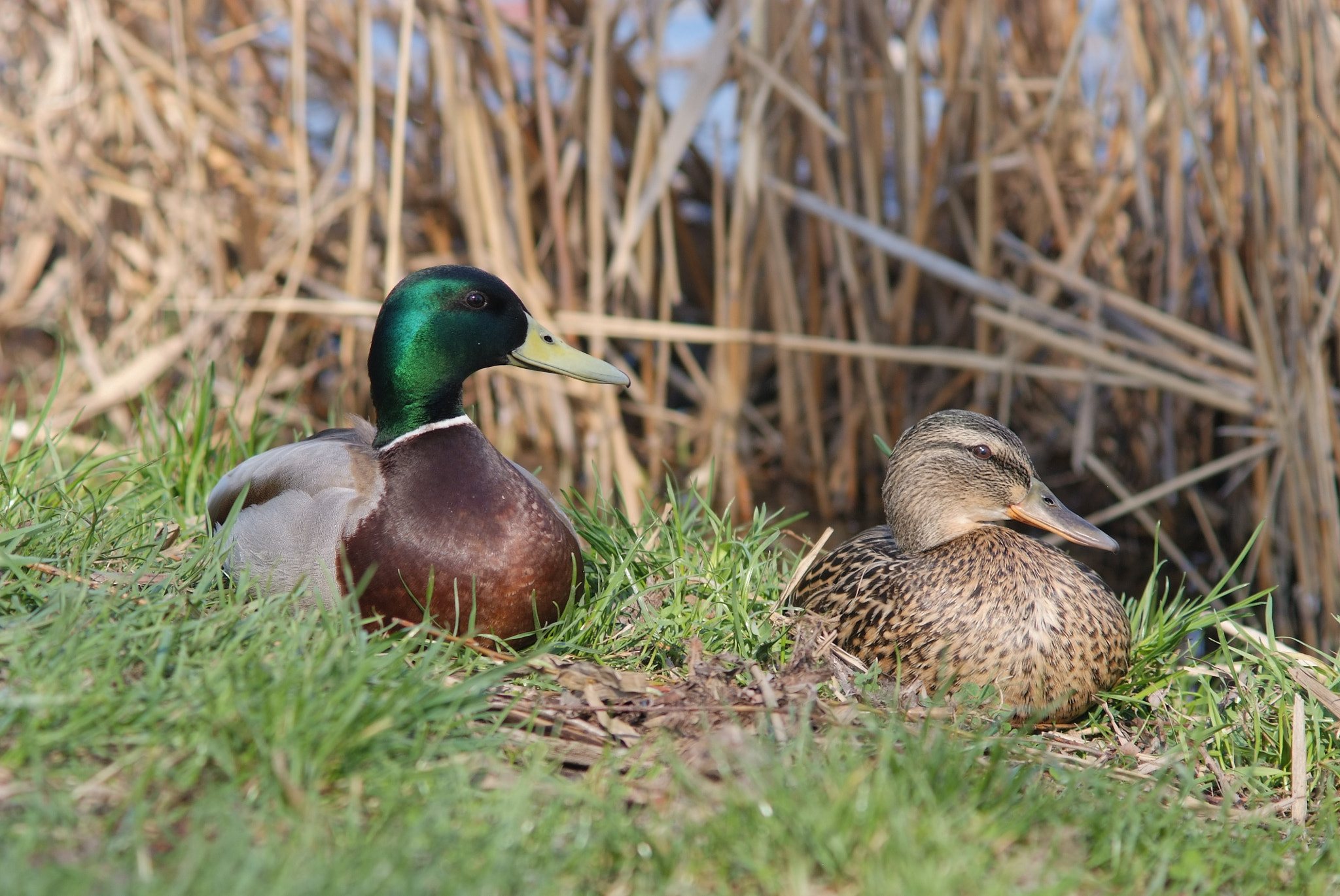 Fujifilm FinePix S5 Pro sample photo. Утки photography