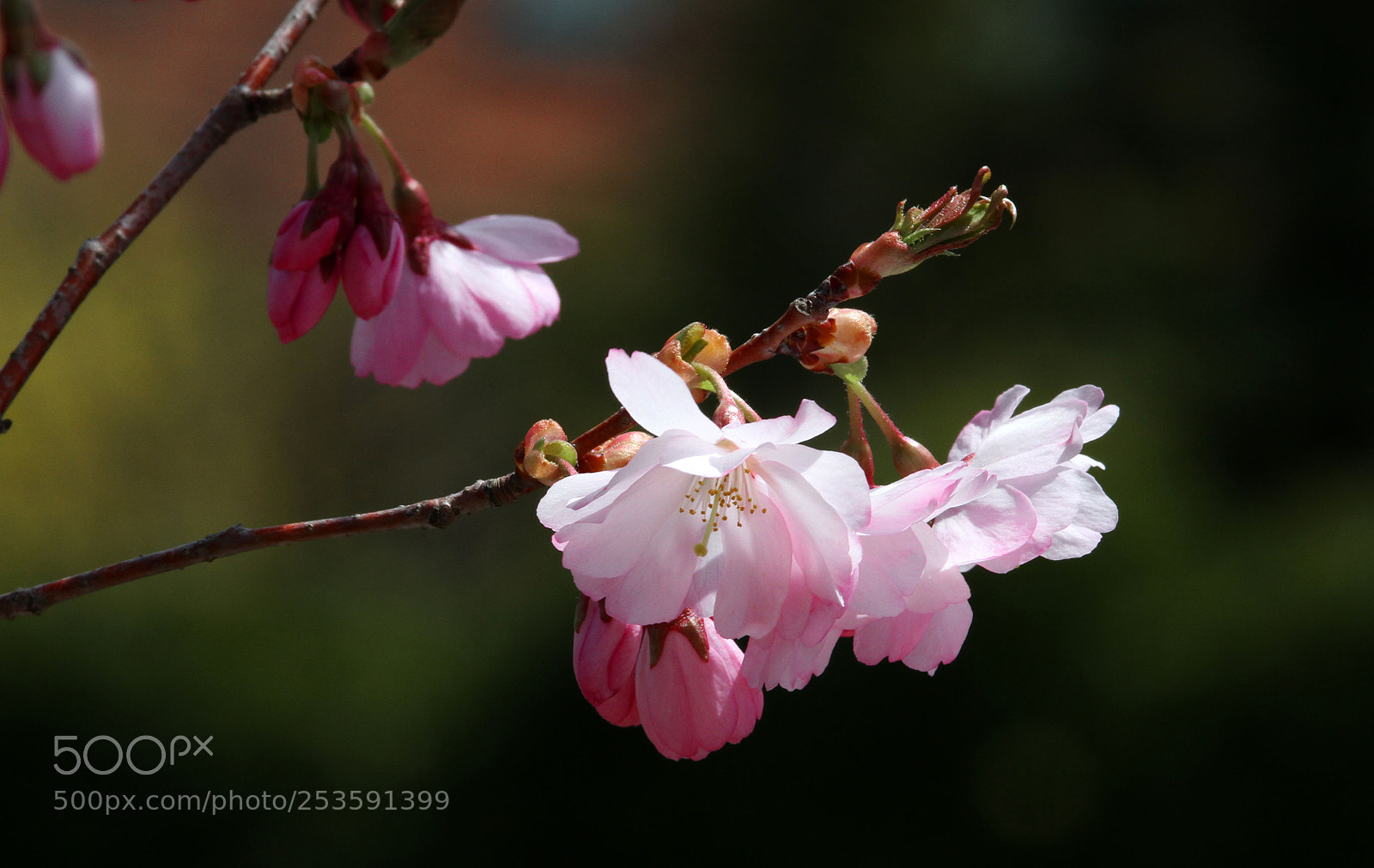 Canon EOS 7D sample photo. First cherry blossom photography