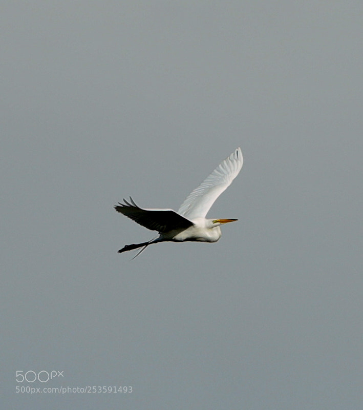Canon EOS-1D X Mark II sample photo. 04-14-18-0012527.jpg photography