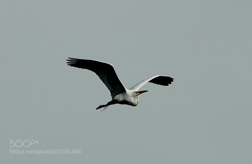 Canon EOS-1D X Mark II sample photo. 04-14-18-0012526.jpg photography
