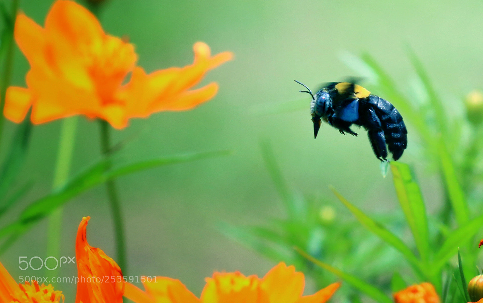Canon EOS 70D sample photo. Flying bee photography