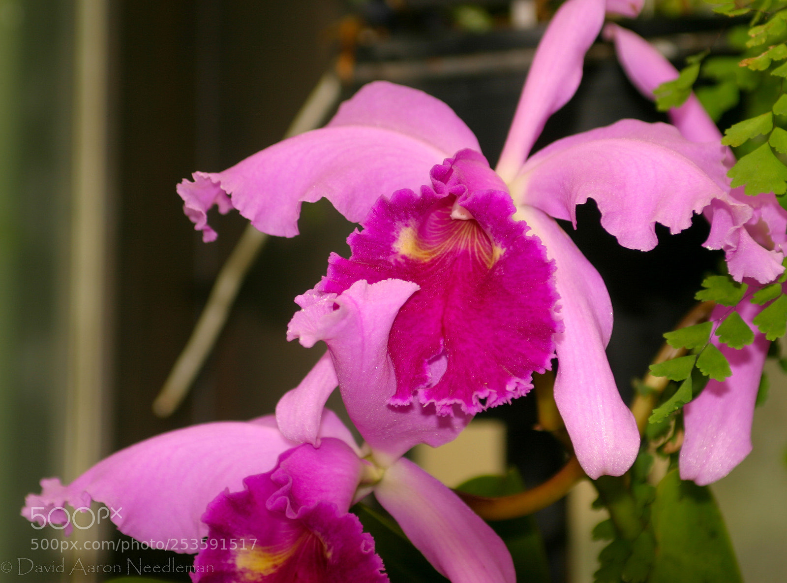 Canon EOS 10D sample photo. Orchids photography