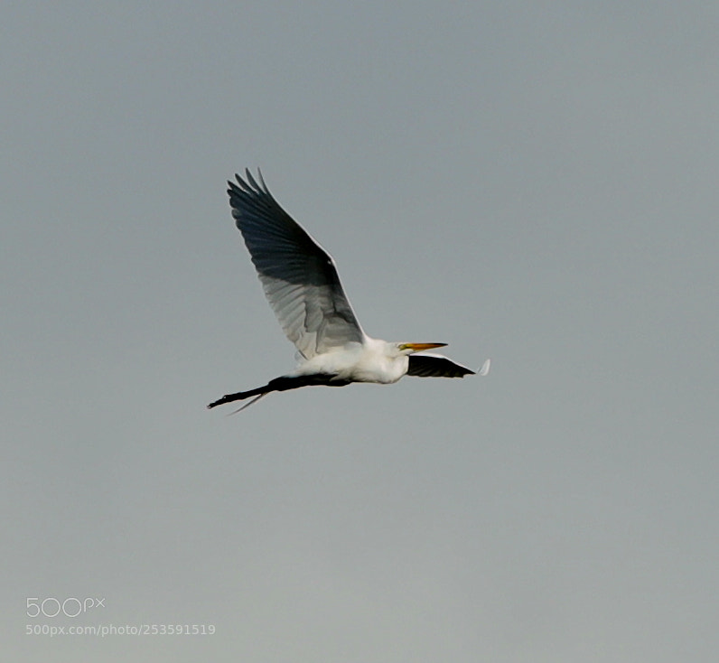 Canon EOS-1D X Mark II sample photo. 04-14-18-0012525.jpg photography