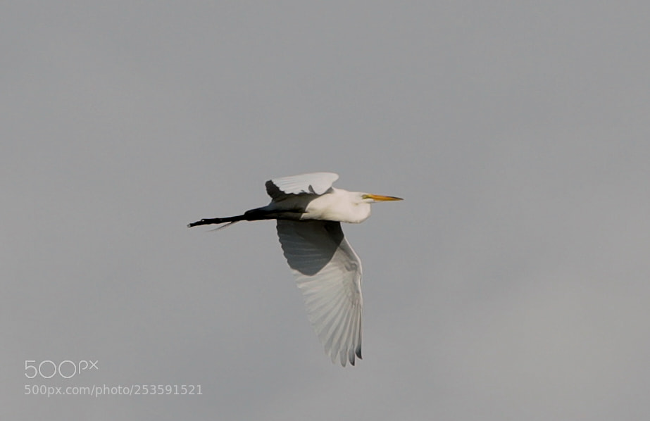 Canon EOS-1D X Mark II sample photo. 04-14-18-0012524.jpg photography